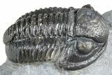 Detailed Gerastos Trilobite Fossil - Morocco #363958-1